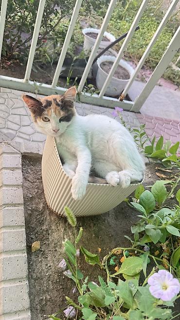 пропала собака хаски: Котята ищут любящую семью🫶🏻 - Возраст: 2-3 месяца. Девочка и — 2