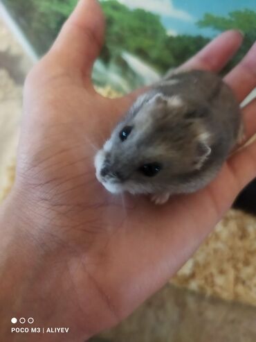 hamster satış: Hamster akvarum ilə birlikdə satılır.2 erkek .Doğulandan bəri evdedir
