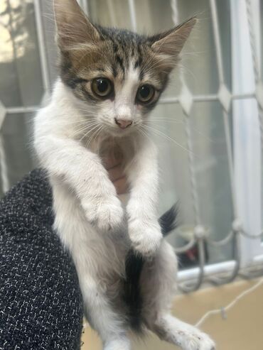 qara pişik: Tabbi, Yaxşı əllərə