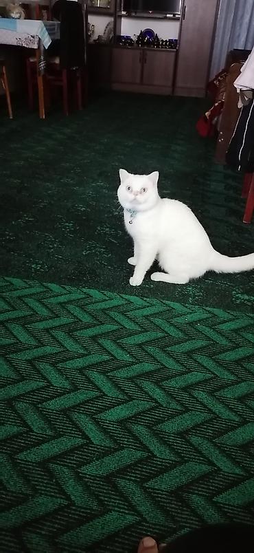 etibarli əllərə pişik: Britan, Erkək, Yaxşı əllərə, Ödənişli çatdırılma — 9