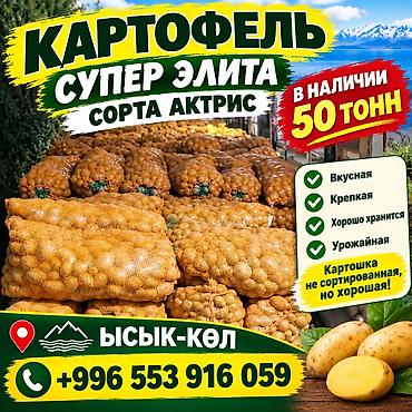 купить виноград: Картошка Оптом — 1