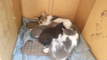 продажа домашних животных: Отдам даром в хорошие руки котят. Описание: - Мама с бело-тигровым