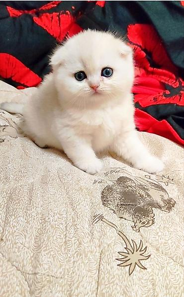Продажа кошек: С документами. Чистокровный Шотландский вислоухий котёнок, (мальчик) — 1