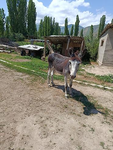 Животные: Осёл домашний - Вид: сельскохозяйственное животное, осёл. - Окрас — 1