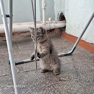 Кошки: 2 месяца, Девочка, Приучена к лотку — 5