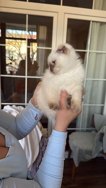 Pişiklər: Şotland — 2