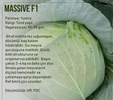 Toxumlar: Aluzze qarpiz toxumu — 24