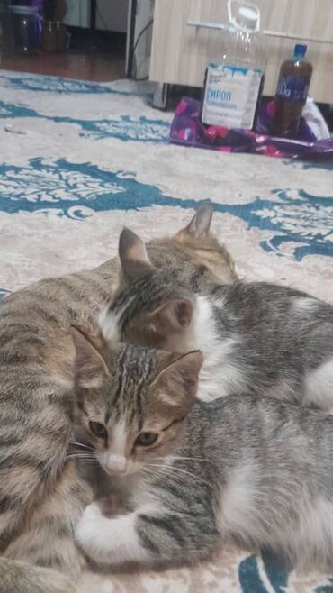 отдам котята: Котята даром: домашние, кратношёрстные, тигрово-белые окрасы (табби с