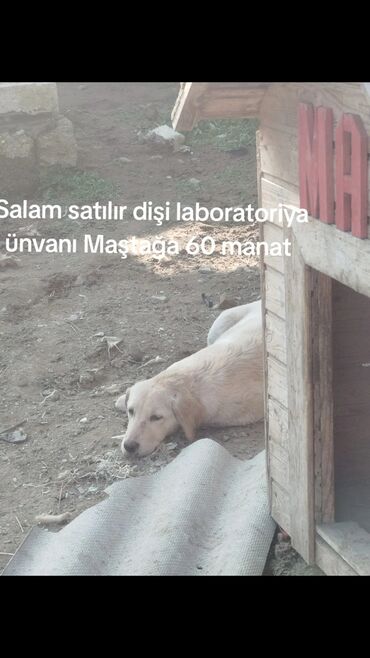 İtlər: Labrador-retriver, 6 il, Dişi, Peyvəndli, Ünvandan götürmə