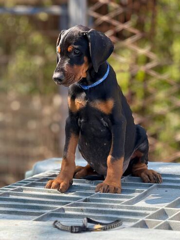 Psi: Prodaju se prelepi štenci dobermana, rodjeni 02.07.2025. Štenci su — 7