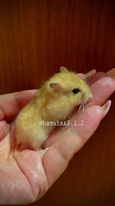 Хомяки: Продаются хомячки джунгарские, сирийские, ангорские пушистые хомячки — 16