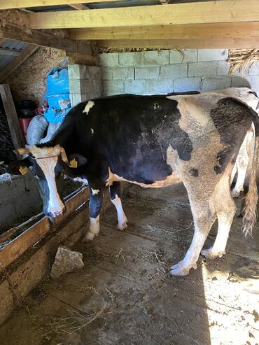 бык бельгийский: Продаю | Корова (самка) | Голштин | Для молока | Стельные