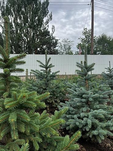 елка голубая: Ель голубая (Picea pungens Glauca) из открытого грунта - Декоративные — 4