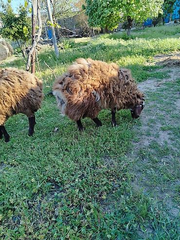 Mal-qara: Qoyun – yerli cins, tünd-qəhvəyi yunlu Məhsulun təsviri: - — 8