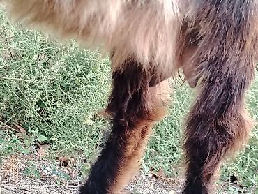 kənd təsərrufatı heyvanları: Sona can oxu reyal alıcı Satılır 7 heyvandı 4 ana 3 bala biri ekiz — 6