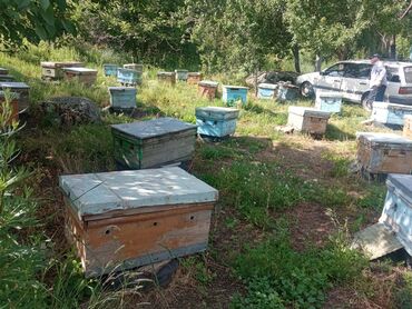 продаю барана: Продаю пасеку 30 пчелосемей медогонка с электроприводом воско топка
