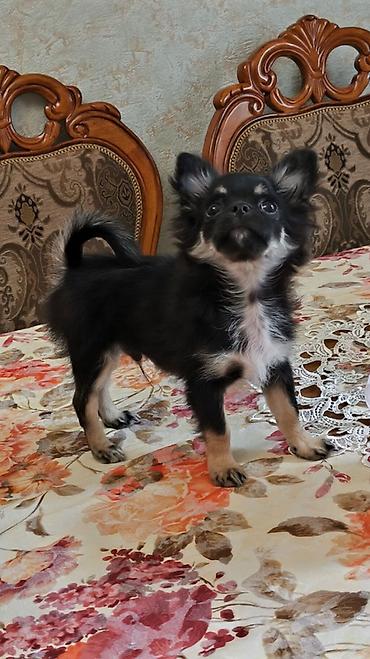 fantom dermani: Çixuahua, 3 ay, Erkək, Peyvəndli, Pulsuz çatdırılma — 5