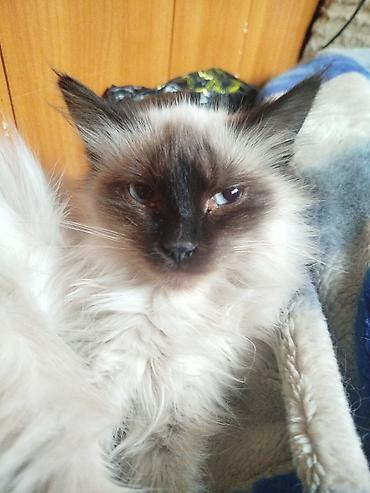 Отдам даром кошку: 3 месяца, Девочка — 9