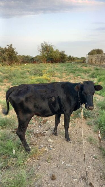 doberman balaları: 1.8 aylıq cavan düyədi. balalıda ola bilər . dəqiq bilən baxıb ala