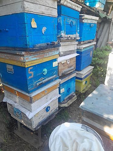arı yuvası: Arıçılıq üçün çoxsaylı taxta yeşiklər var yəni 12 ramkalıq 10 — 1
