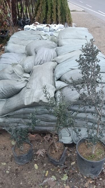 Asfalt qırıntısı: Gubrelerin satişi ela torfdu kisesin 3manatda ededle satram çox alana — 7