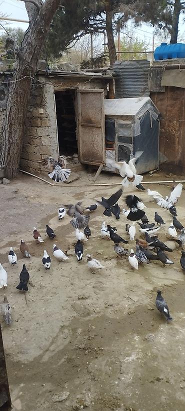 heyrətilər: Cins xoruz – qara-yaşıl parıltılı lələklər, uzun quyruq və güclü bədən — 9