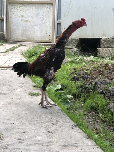 heyvanlar quba: Heyratı beçesi aşağıda yeride olacaq