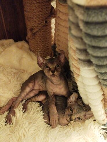 Pişiklər: Sfinks, Erkək, Dişi — 5