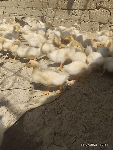 ördək balası və cücə: Ağ rəngli ördək balaları - Növ: yerli ağ ördək balaları (pekin tipinə — 1