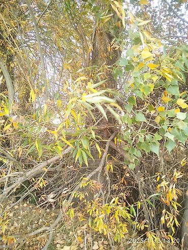 Тополь: Тополя для озеленения/живой изгороди - Порода: тополь (пирамидальный — 28