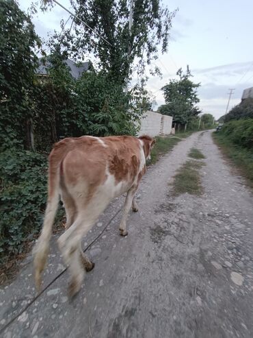 qurbanliq qoyun qiymetleri 2019: Dana, buzov, Dişi, Simental, ay: 6, 80 kq, Ünvandan götürmə