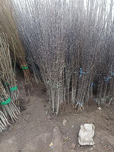 Виноград: Саженцы оптом и в розницу г.Бишкек доставка по городу Все виды — 5