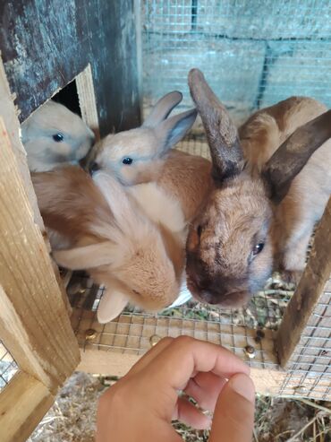 dovşan yuvaları: 🐰 Dekorativ Dovşanlar SATIŞDA! 🐰 Hər boyda bala və böyük dekorativ