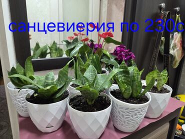 цветок каланхоэ красные цветы: Предлагаются растения сансевиерия в белых декоративных горшках. Эти