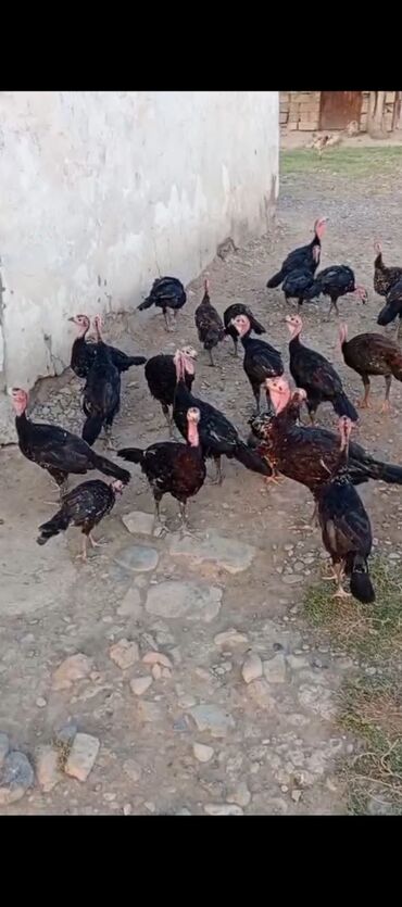 www.toyuq ve cuce yem qablari: Erkək, Amerika, Damazlıq, Pulsuz çatdırılma