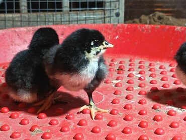 Toyuqlar: Toyuq, Australorp, Damazlıq, Ödənişli çatdırılma — 1