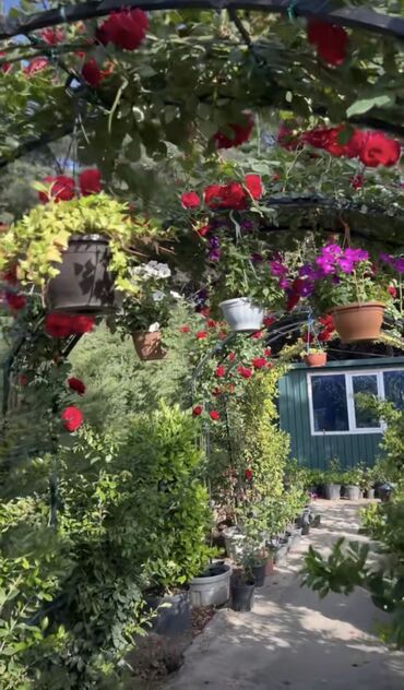 Çöl bitkiləri: Saqı Gülçülük – Tərtərin ən gözəl gülləri Bir gül təkcə ətriylə deyil — 8