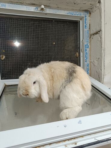 йоркширский терьер цена в баку: Holland lop erkek.insanla oynamagi sevir. xaricden gelme heyvandi