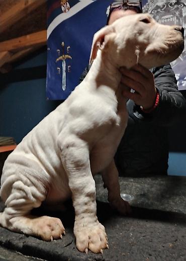 Psi: Dogo argentino Prelepi štenci uredno vakcinisani i očišćeni od na lalafo.rs — 9 Psi: Dogo argentino Prelepi štenci uredno vakcinisani i očišćeni od — 9