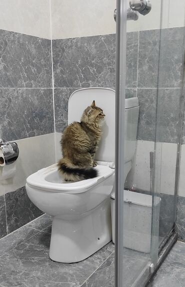 heyvanlar qoyunlar: Şinşilla, Erkək, Yaxşı əllərə, Ünvandan götürmə, Ödənişli çatdırılma