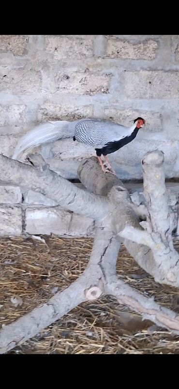 большая клетка для кролика: Satılır: dekorativ gümüş fazan (Silver Pheasant) Xüsusiyyətlər: -