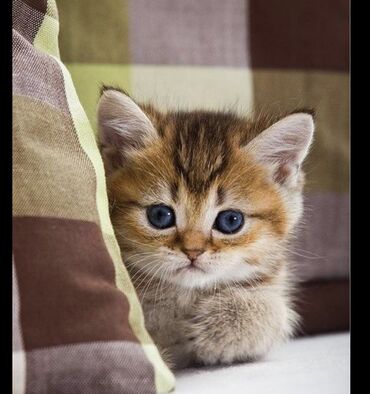 шотландский котенок: Срочно 🚨 Ищу шотландского котика, можно другой приятной милой породы