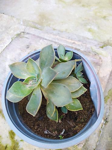 baki gence: Sukul­lent Echeveria (gül rozeti forması) – qablı dekorativ bitkilər — 2