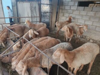 Бараны, овцы: Продаю | Баран (самец) | Арашан | Для разведения | Племенные — 3