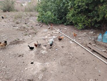 ayam cemani yumurta: Toyuq, Kuçin, Yumurtalıq, Ünvandan götürmə, Ödənişli çatdırılma