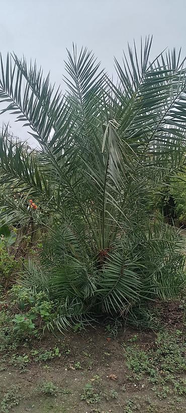 ana ari satisi 2026: Xurma palmı – dekorativ bağ bitkisi - Növ: Phoenix dactylifera (xurma — 3