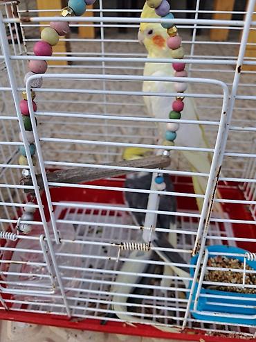 bildircin qusu: Məhsul: Nimfa (Cockatiel) cütü və qəfəssiz razılaşma olacaq Təsvir — 3