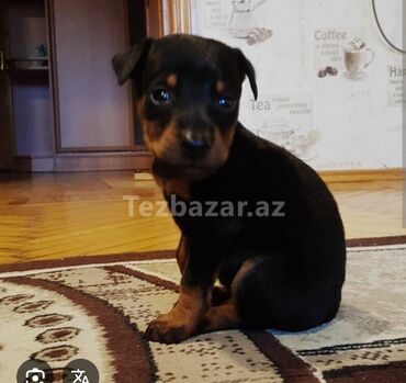 i̇t balası ucuz: Doberman, 2 il, Erkek, Ödənişli çatdırılma, Pulsuz çatdırılma