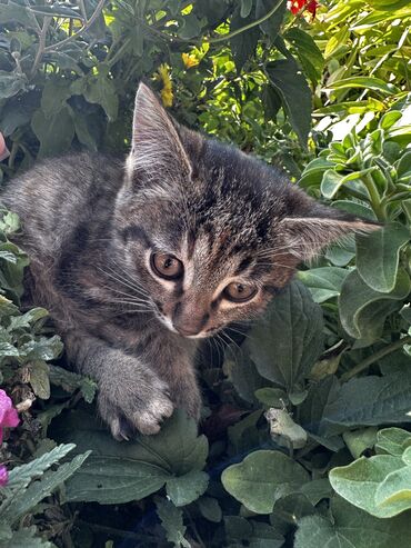 котята отдам в добрые руки: Отдам прелестных, веселых и игривых котят в хорошие добрые руки🙏