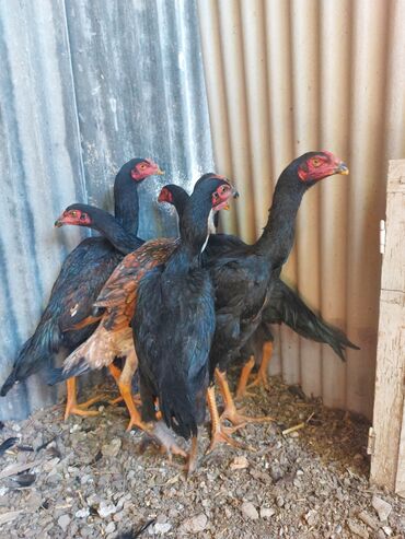 животные птицы: Продаётся О Шамо февральские чуть больше трёх месяцев. Три петушка